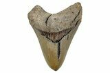Serrated, Fossil Megalodon Tooth - North Carolina #273034-1
